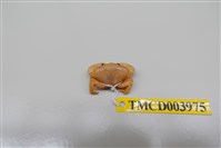 藏品(礁石假團扇蟹)的圖片